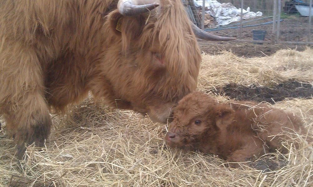 Bydło Szkockie i Longhorn Texas - byki krowy cielaki