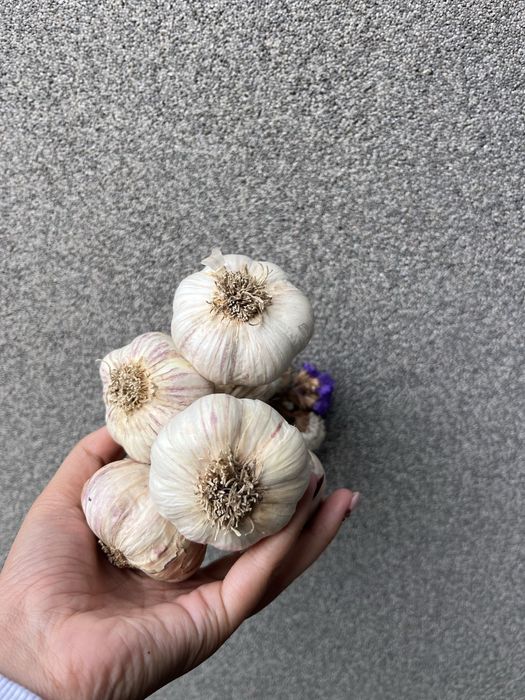 Czosnek z własnej uprawy