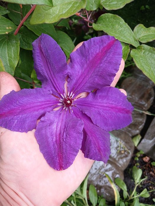 Алоэ вера лечение и косметика