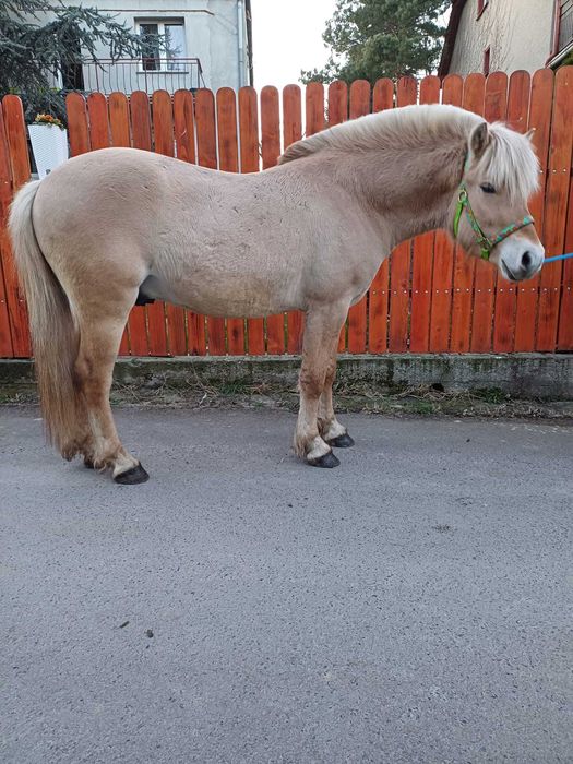 Ogier fiord niemieckiej hodowli ujeżdżony z polską licencją