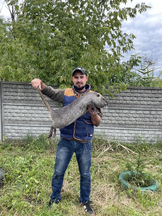 Молоді нутрії напродаж