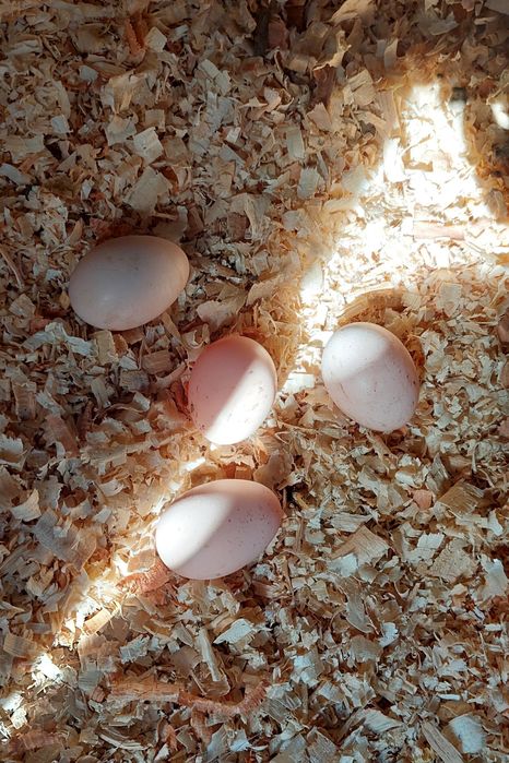 Vendo ovos galados de galinha Sedosa do Japão