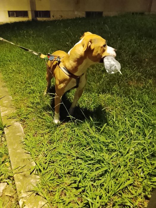 Pitbull fêmea para adoção