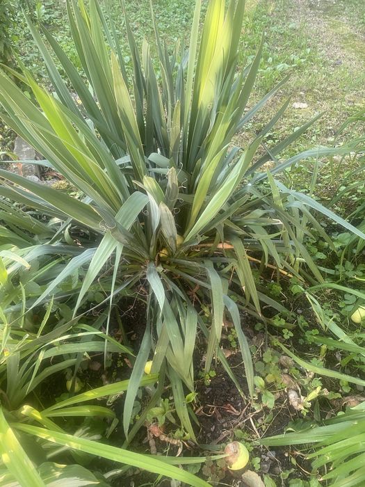 Продаж квітки юки.   .