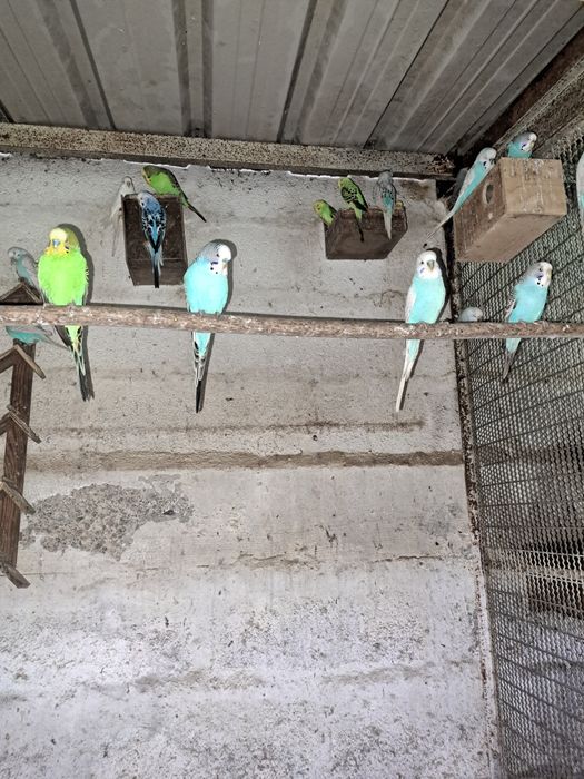 Lote de 25 periquitos para venda