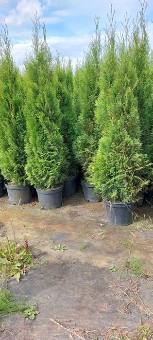 Tuja Szmaragd w doniczce 10l (150cm-180cm )