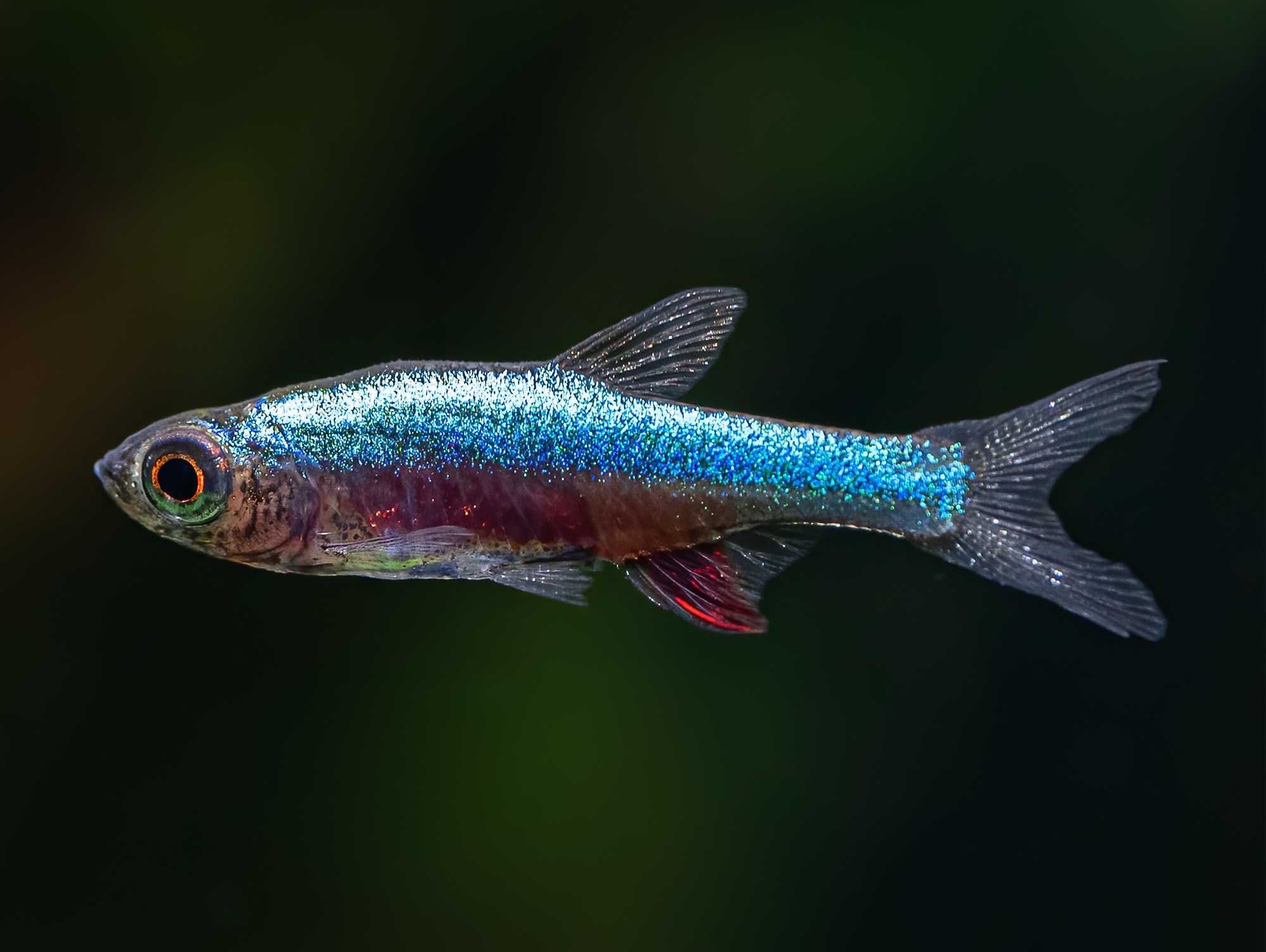 Razbora Axelroda BLUE - Sundadanio axelrodi - Rasbora - dowóz