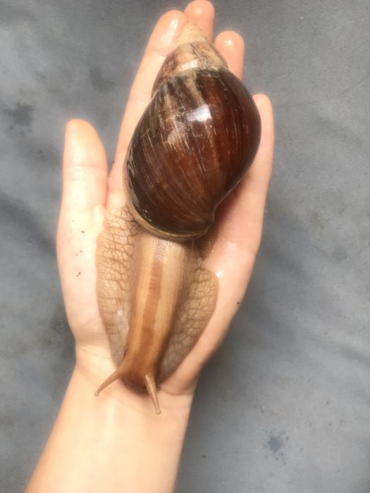 Улитки ахатина имакулята