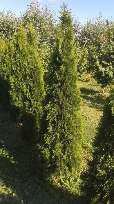 Tuja szmaragd 180 - 300 cm.