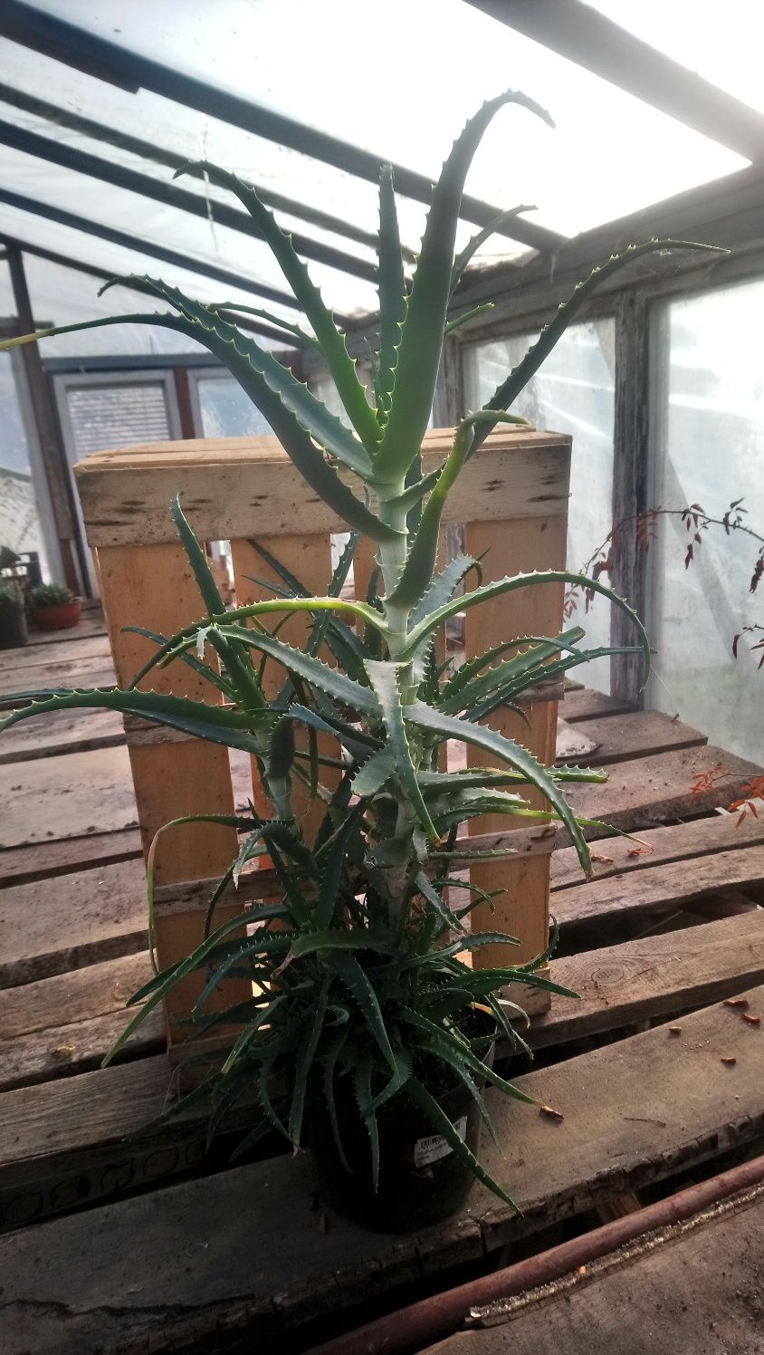 Sprzedam ładny duży Aloes