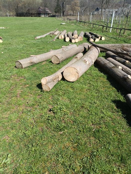 Липа, кругляк свіжоспил.