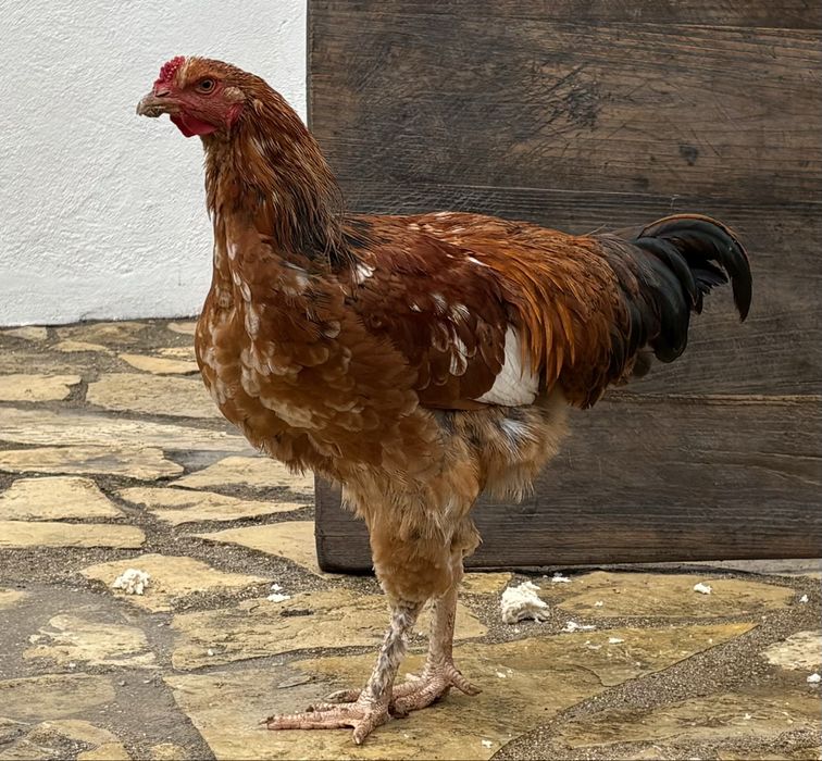 Jovens Galos 6 meses