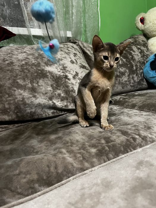 Кошенята абіссинська порода, абби, абиссины