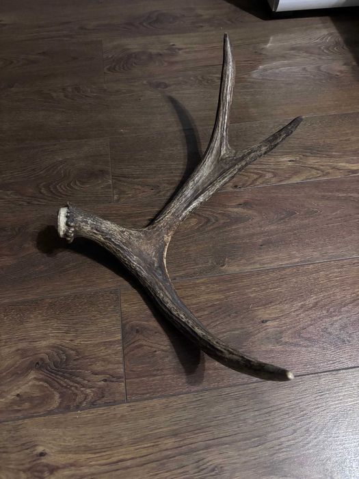 Продам роги оленя