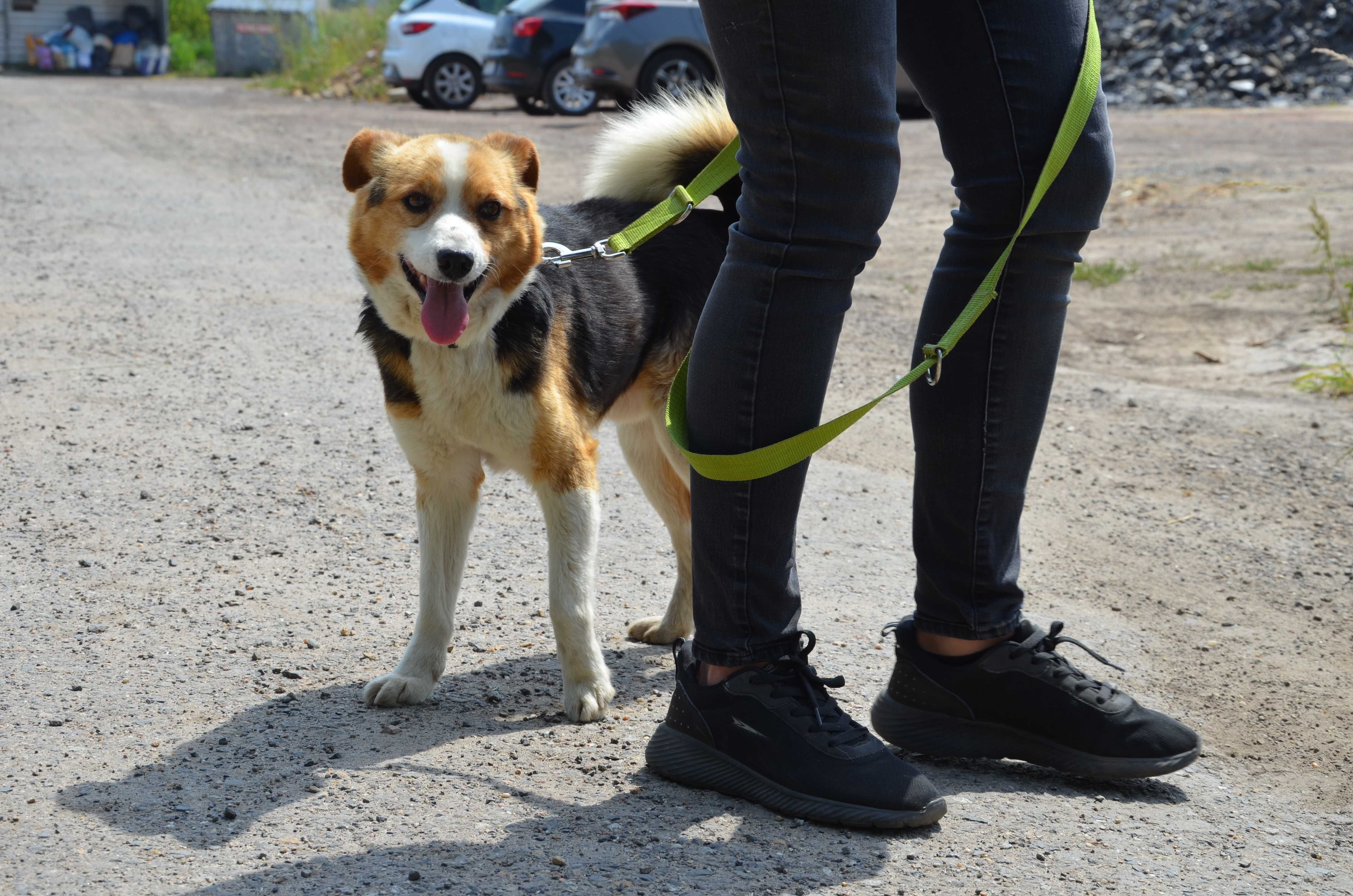 Migel - słodziak jakich mało do adopcji.