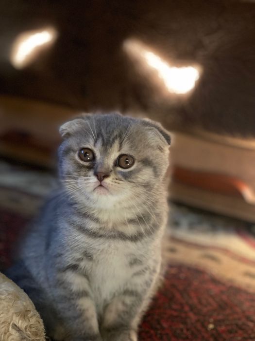 Шикарні британці