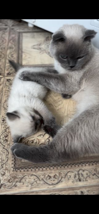 мальчик ,родился 14.06.25