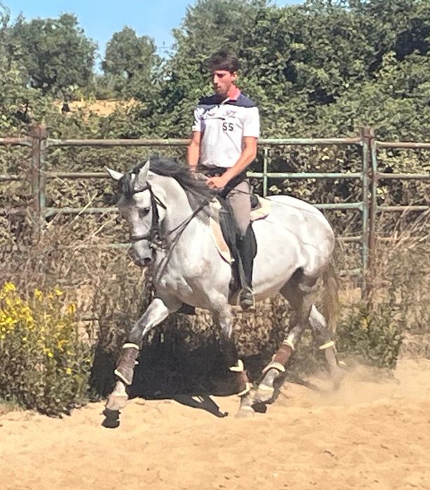 Poldro lusitano de 4 anos