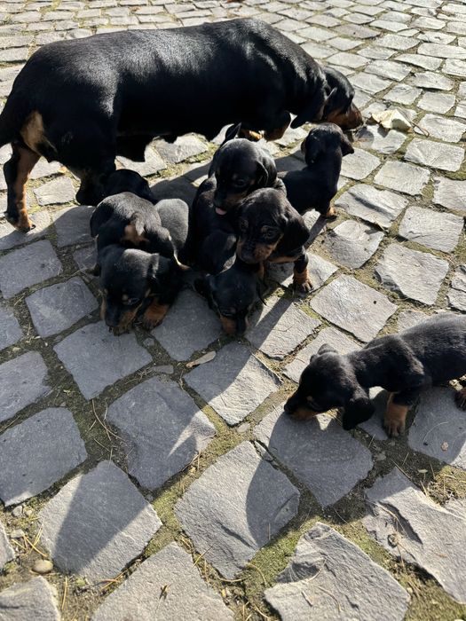 Продам щенят такси