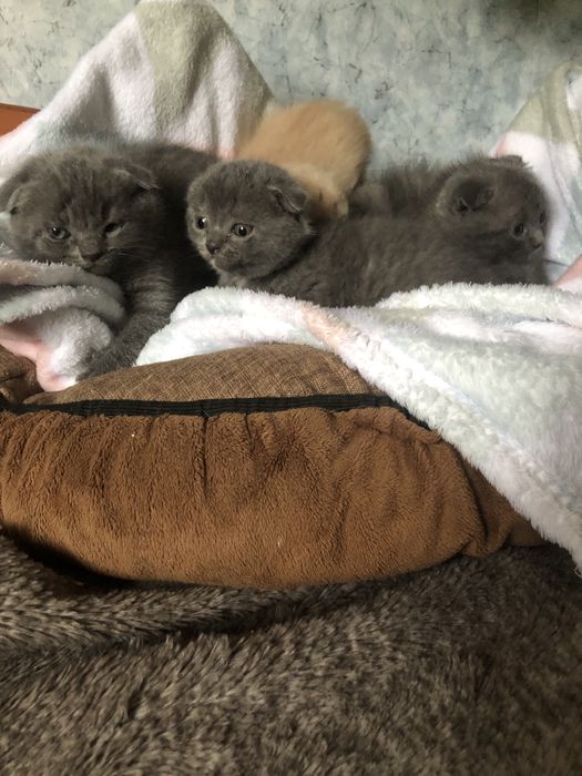 Котики вислоухие в люблячу сімʼю