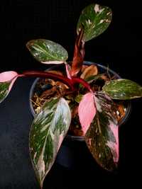 Philodendron ‘Pink Princess Marble’