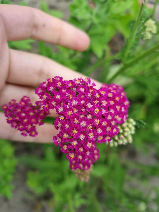 Набор тысячелистников саженцев