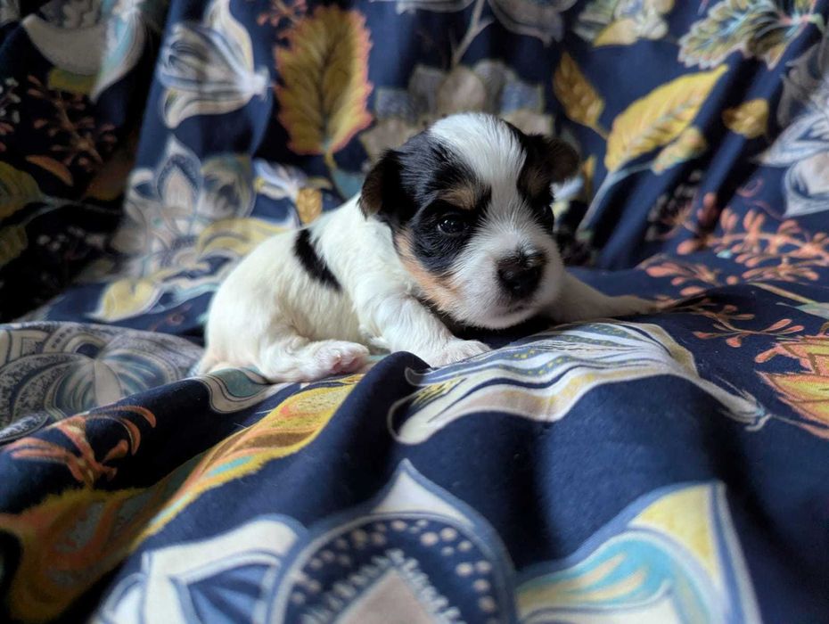 Piękna dziewczynka  Biewer Yorkshire Terrier po cudownych rodzicach