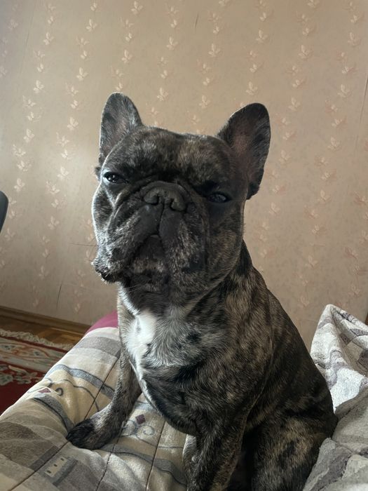 Вʼязка французького бульдога