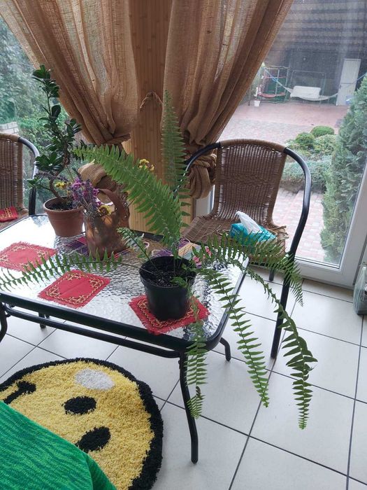 Продам молоді паростки папороті