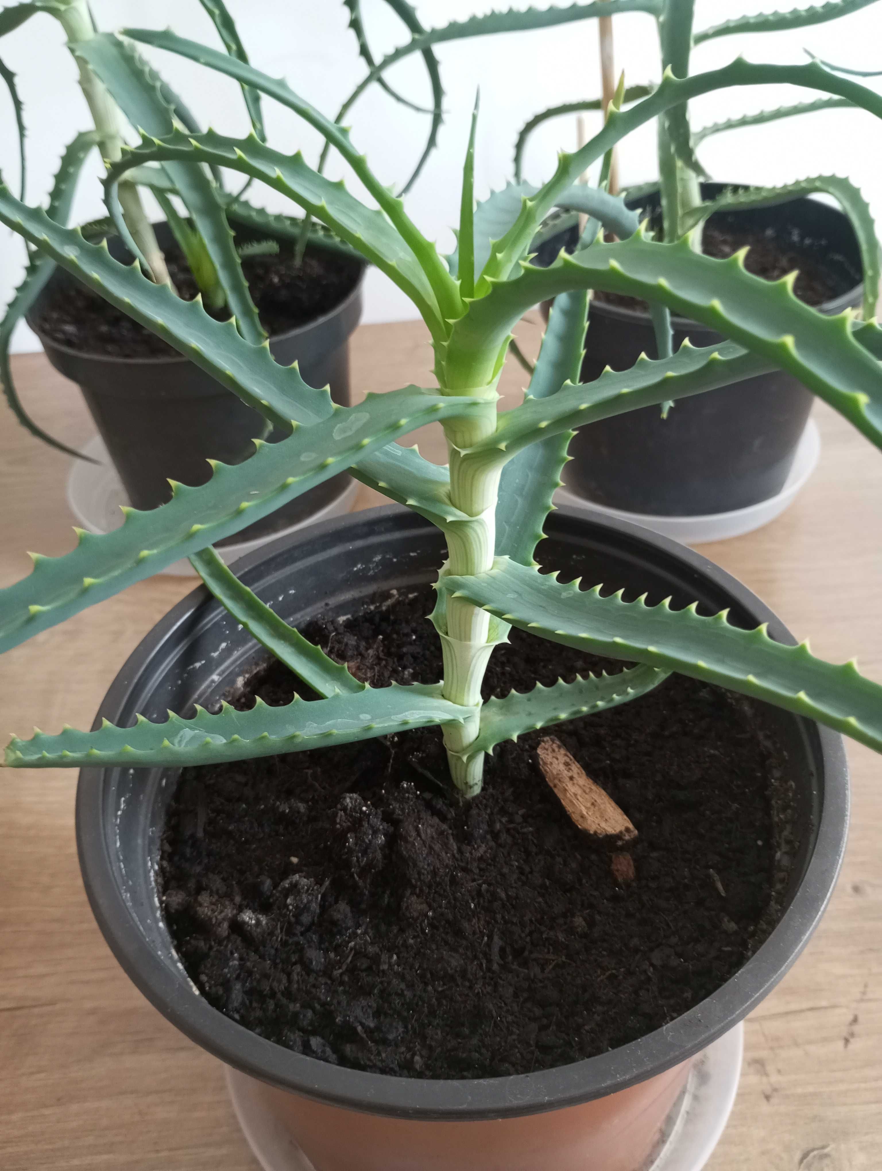 Aloes 4 letni...