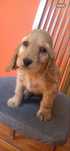 Cocker Spaniel Angielski sunia