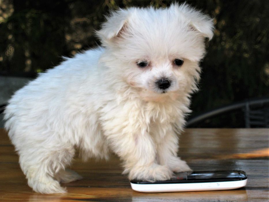 Radosny  szczeniaczek  -  Maltańczyk