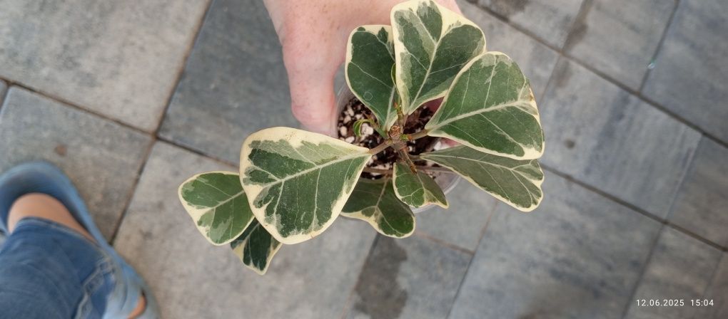 Ficus fikus sweetheart triangularis variegata