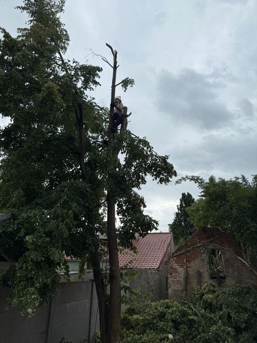 Wycinka drzew trudno-dostępnych, prace na wysokości