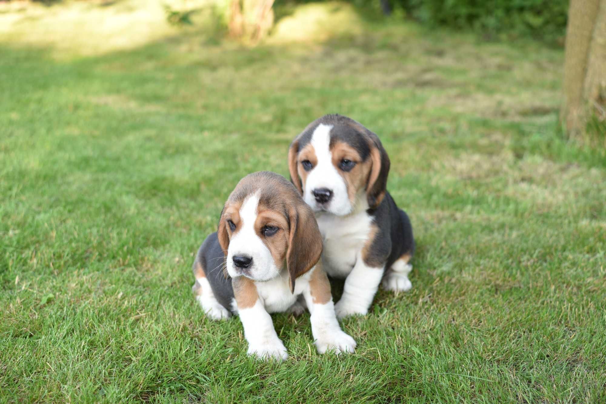 Beagle, piesek z rodowodem