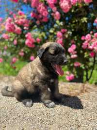 Cachorro Serra da Estrela