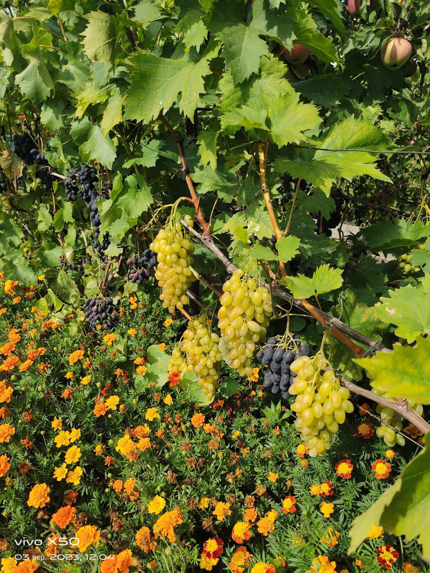 Саджанці винограду столових та винних сортів
