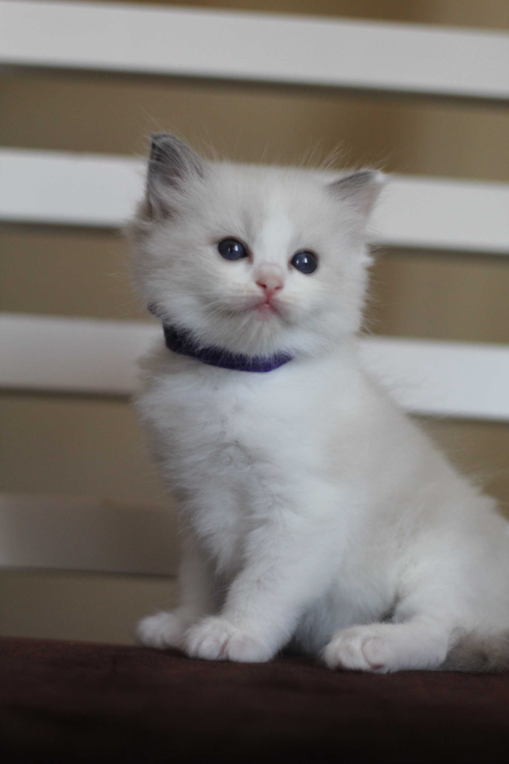 Ragdoll kocurek Frascati – rodowód WCF, kastracja, badania, wyprawka