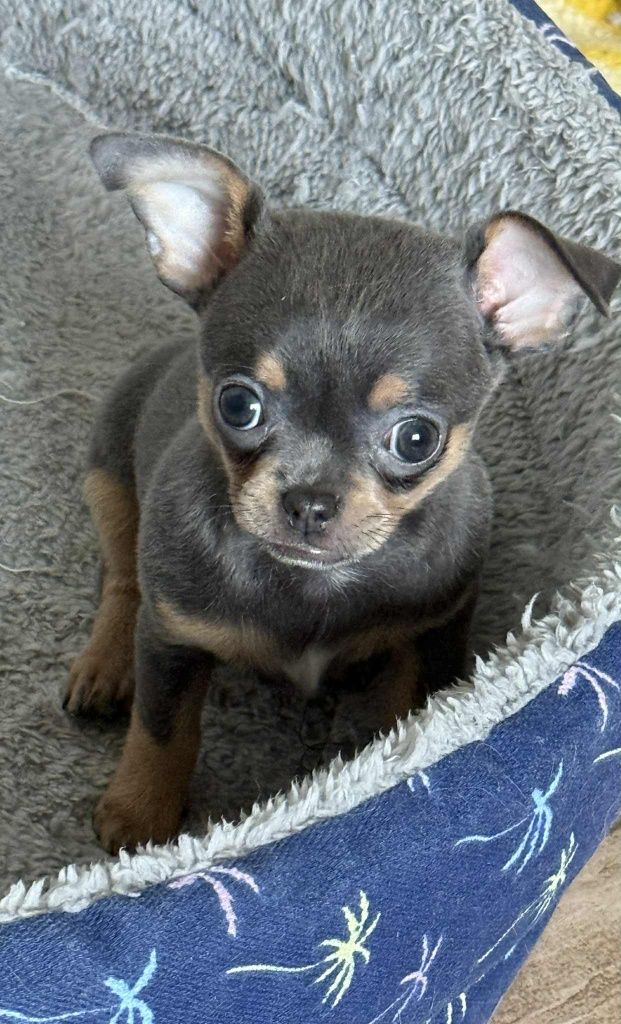 Mini suczka chihuahua