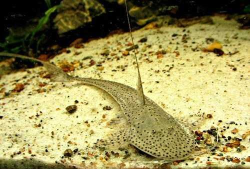 Glonojad - Planiloricaria cryptodon - odłów - WF - dowóz, wysyłka