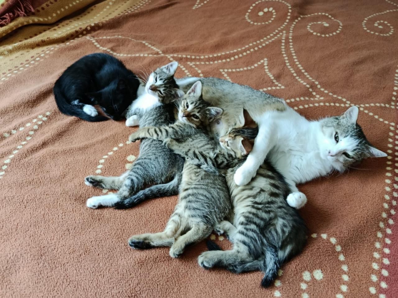 Кошенята в добрі руки