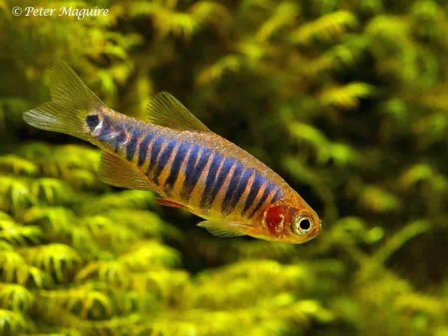 GB Microrasbora, Danio Erythromicron - dowóz ryb!