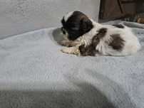 Shih-tzu mini piesek