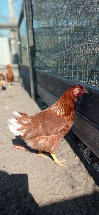 Продам курку несушку Ломен браун