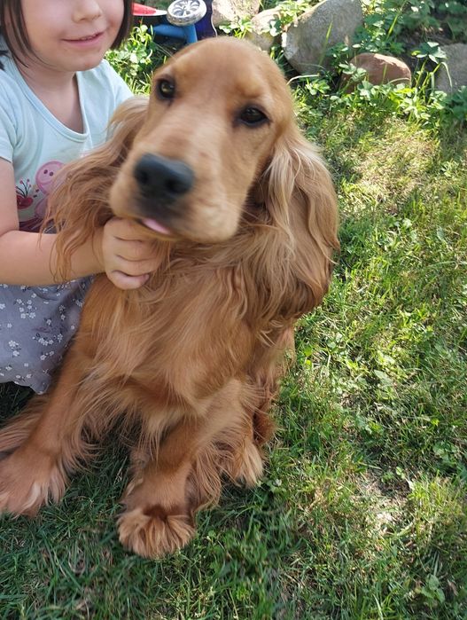 Piesek Cocker Spaniel Angielski