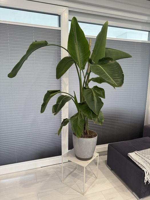 Strelicja biała strelitzia nicolai