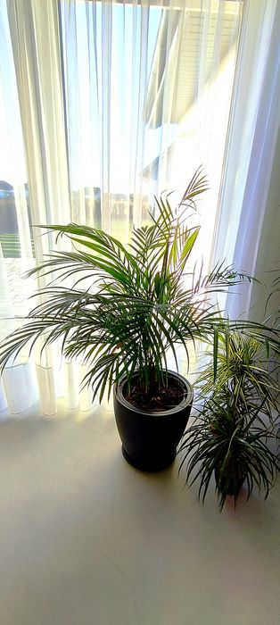 Sprzedam palmę Areka – piękna ozdoba do domu lub biur