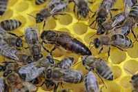 Бджоломатка КАРПАТКА плідна 2024р. мічена. Перевірена на засів