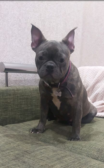 Блакитна француженка