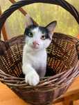 КОТИК ВІДДАМ в хороші руки